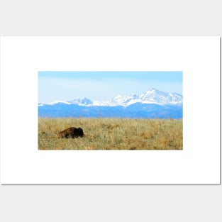 Lone Buffalo watching the Rocky Mountains Posters and Art